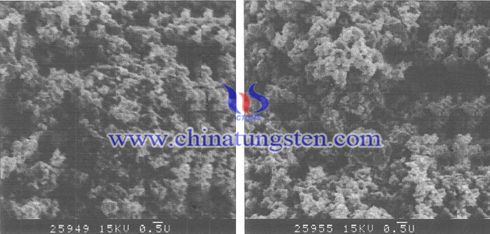 採用紫鎢和藍鎢制得的WC粉末形貌相圖片