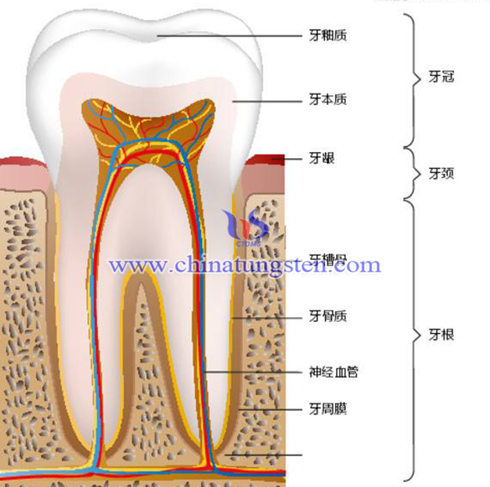 牙釉質結構圖