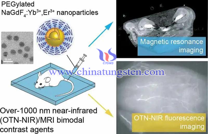 稀土摻雜納米探針用于磁共振成像圖片
