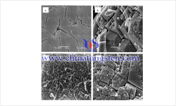 幾種氧化鎢糰粒的掃描電鏡高倍照片