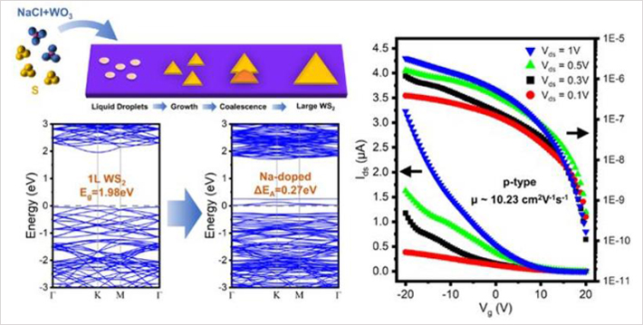 P型WS2場效應晶體管的的氣液固生長圖片（圖源：西安交大）