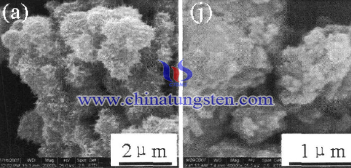 不同温度下合成的WO3粉体的SEM形貌图片