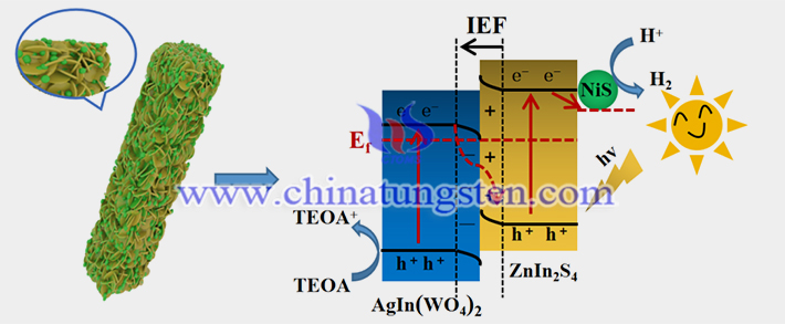 S-scheme NiS/ZnIn2S4/AgIn(WO4)2催化反应机理图（图源：复旦大学）